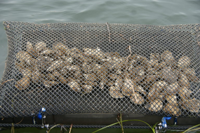 mesh bags for oyster spat