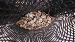 mesh bags for oyster spat